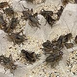 Livefoods4u Large Silent Brown Crickets 15-20mm Approx 50 Tub view 7