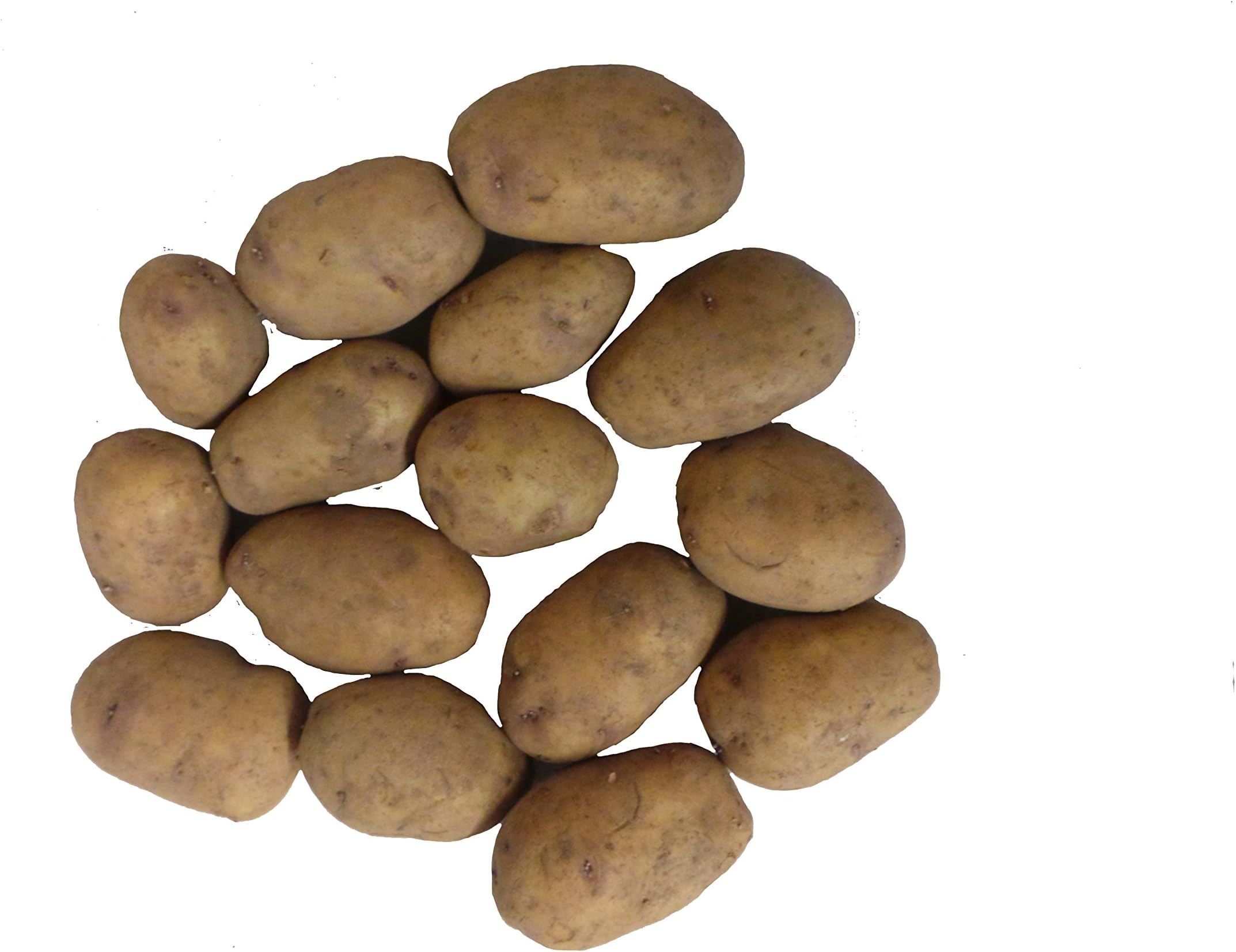 9 Of Maris Piper Main Crop