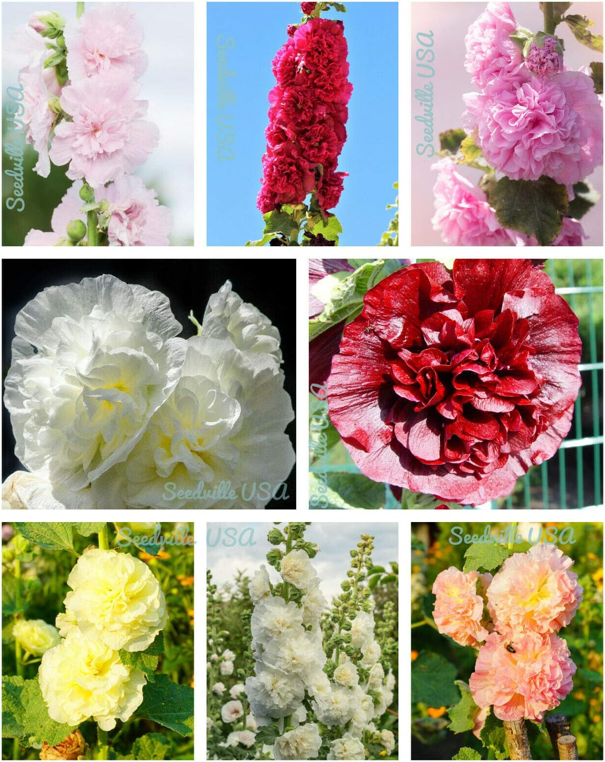 Dwarf Double Hollyhock Majorette Mix Alcea Rosea Red Pink White Flower rasa1ca (50 Seeds)