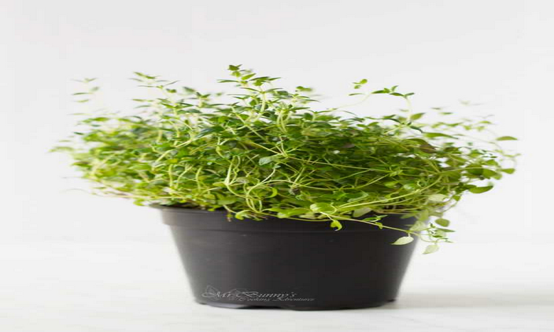 Anthonysgoods - //medicalbooks.filipinodoctors.org