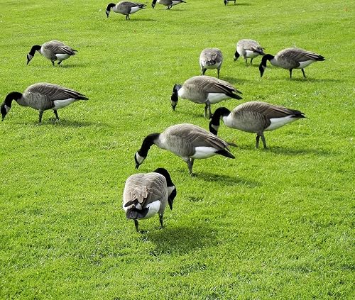 Flight Control Goose Flight control geese repellent | Benkens.blog