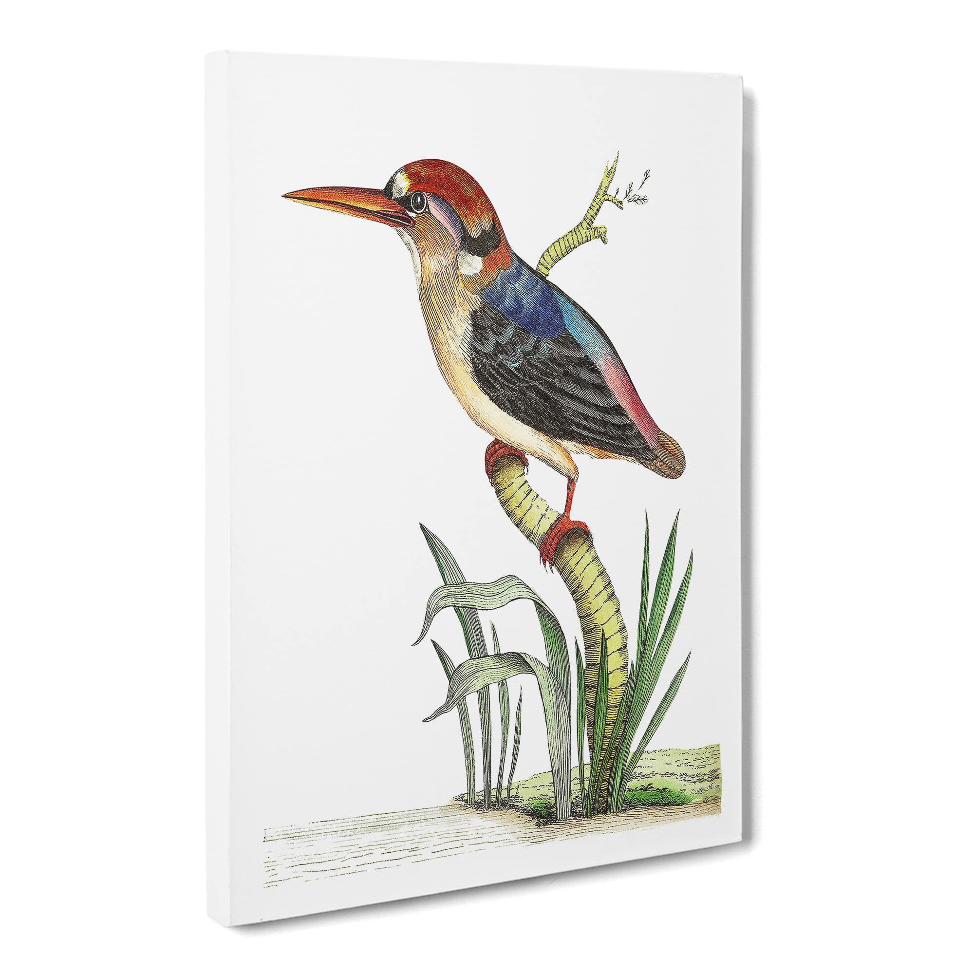 Red Headed Kingfisher By George Shaw Canvas Print | Gallery Wrapped 30mm Frame Wall Art | 20x14 inches | Ready to Hang | Retro Bird Picture | Living Room Bedroom Lounge Office