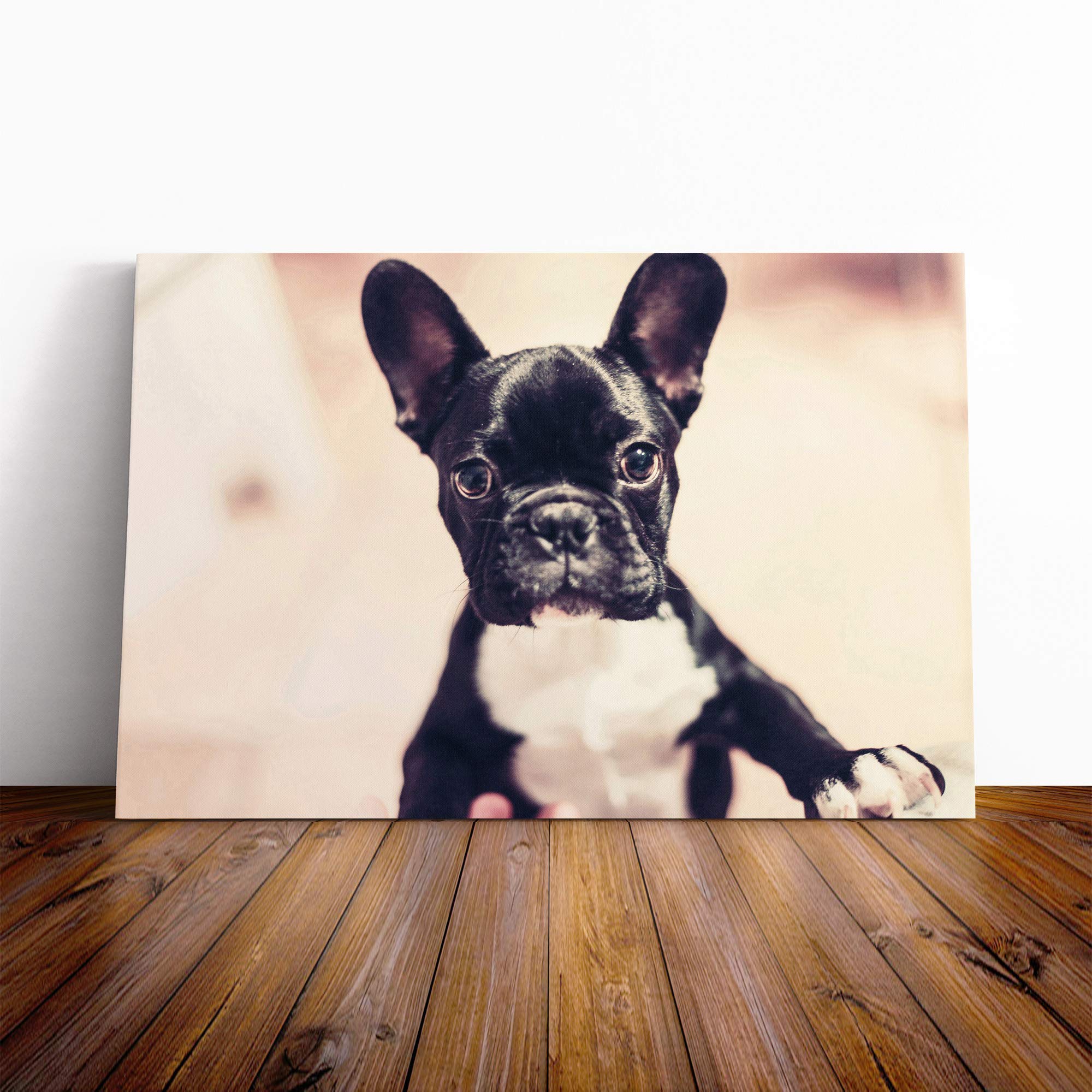Big Box Art Canvas Print Wall Art French Bulldog Puppy Dog | Mounted and Stretched Box Frame Picture | Home Decor for Kitchen, Living, Dining Room, Bedroom, Hallway, Multi-Colour, 20x14 Inch