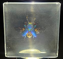 2.9" Real Lamprima Adolphinae Jewel Stag Beetle
