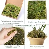YUNSTK Natural Sphagnum Moss 5 Quarts Dried Moss for Plants Terrarium Orchid view 5