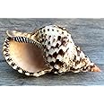 Conch Shell Decor - Seashell Decor - 7-8" Large Triton Sea Shell - Shells for Decoration - Large Seashells for Crafts - Magic Conch Shell Room Décor