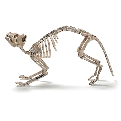 Prextex Cat Skeleton Best Halloween Decoration - 