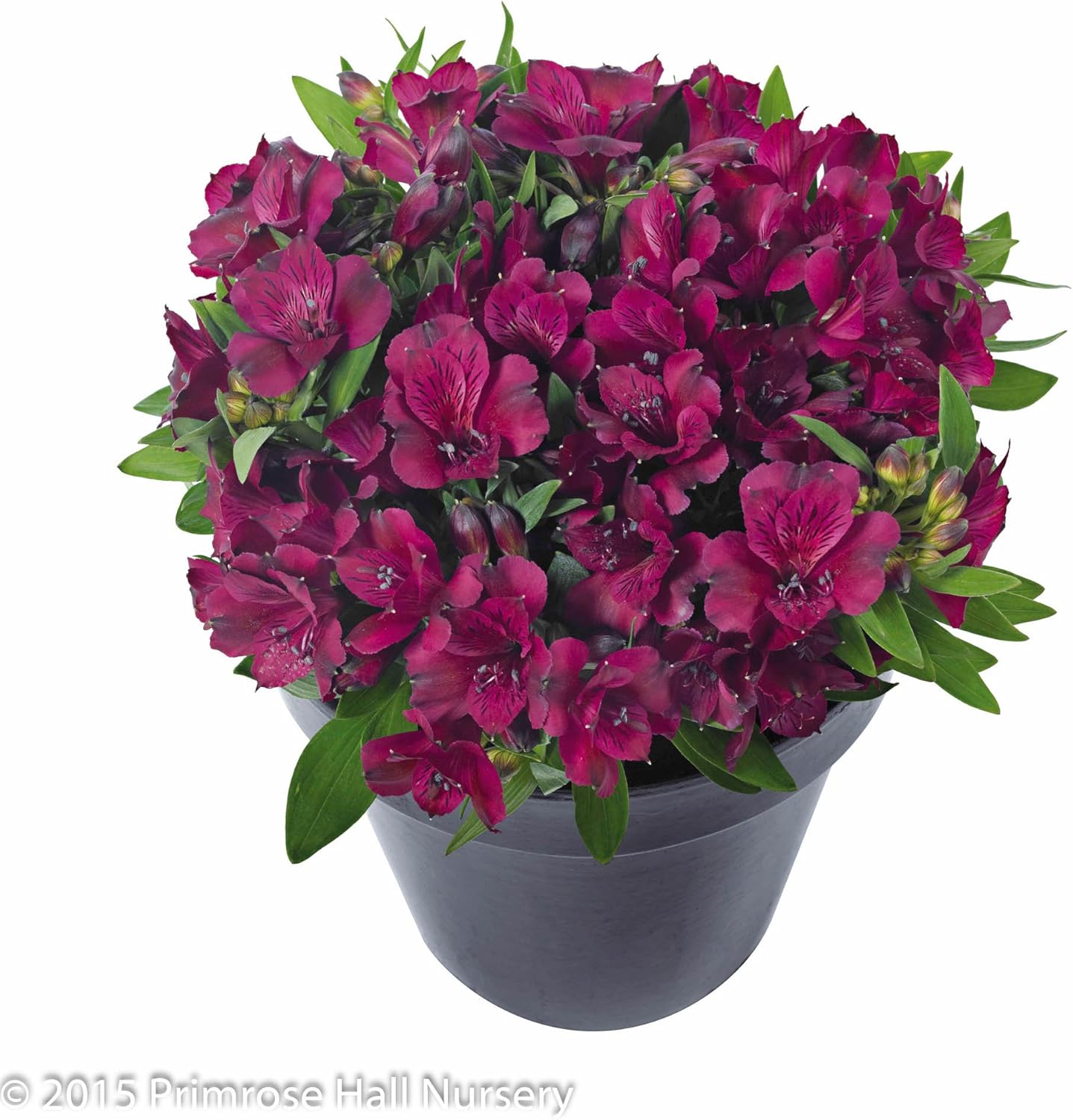 Alstroemeria Inticancha �Dark Purple�, Large 3lt (15cm