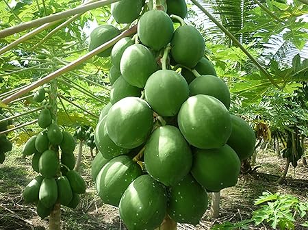 MaliaGarden Papaya Vegetable-Fruit-Hybrid Seeds-Dwarf Variety Plant - 50 Seeds