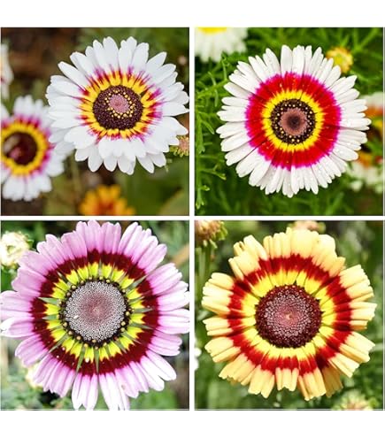 *Daisy*様 Amazon.com : Rare 100 Pcs Seeds Purple Daisy Seeds Flower