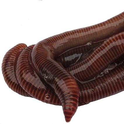 Giant Red Wiggler Worms Composting
