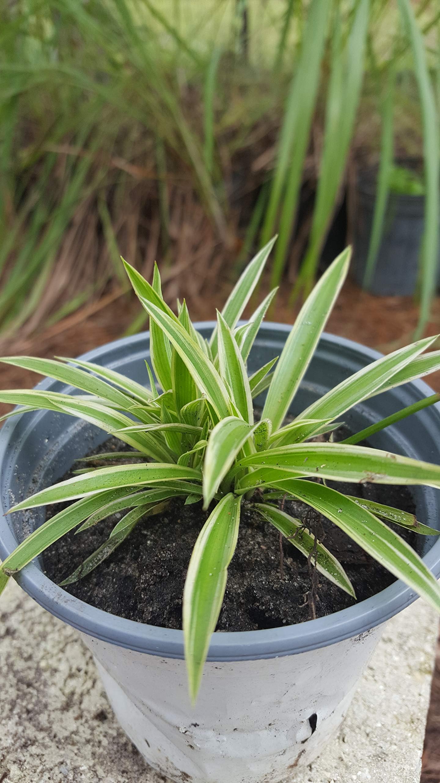 Spider Plant - Chlorophytum Comosum - Bare Rooted - 4"-6" Tall