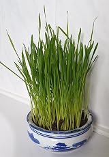 Cat FurNature Cat Grass Seeds Oat 150g Brand Cat FurNature .co .uk view 5