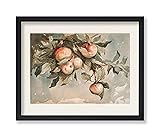 Poster Master Vintage Study Of Apples Poster