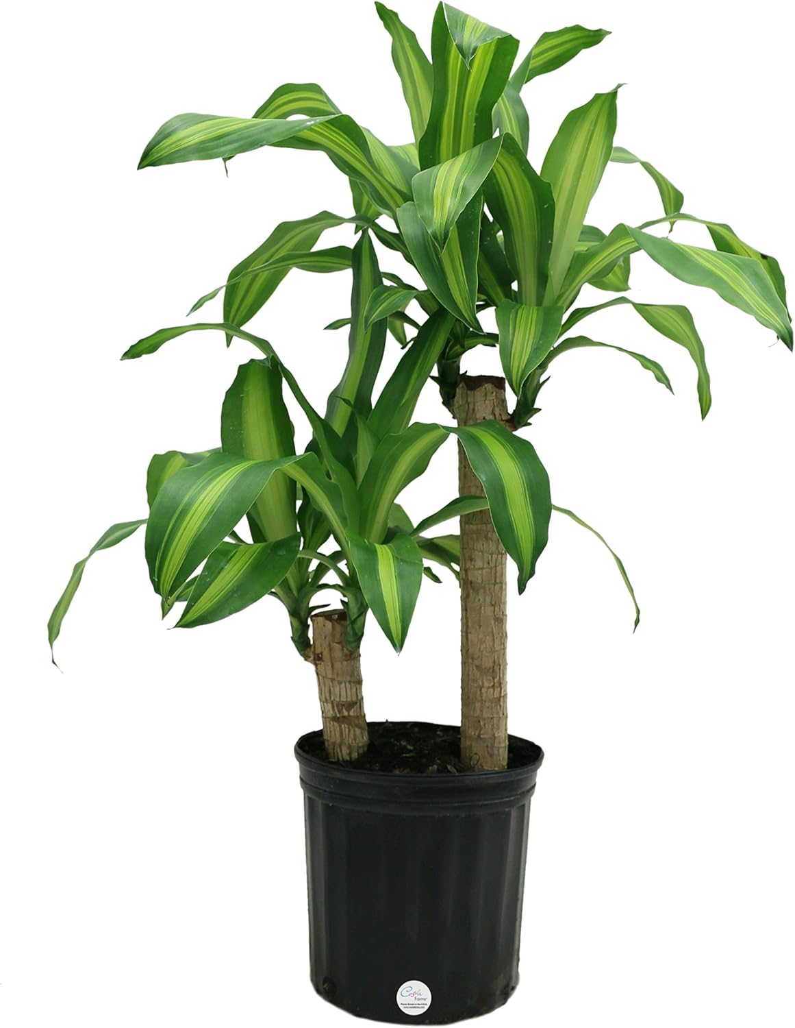 Amazon Com Costa Farms Mass Cane Corn Plant Live Indoor Floor