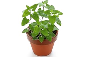 RDR SEEDS 3000 Catnip Seeds for Planting - Nepeta Cataria - Heirloom Non-GMO USA Grown Herb Seeds for Planting