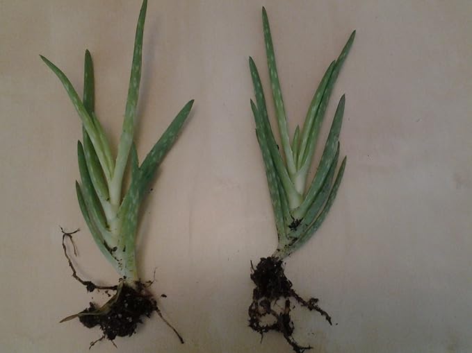 Aloe Vera Baby Plant × 2 (READY FOR POTTING) Amazon.co.uk Garden