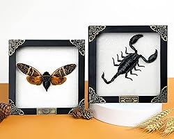 2 Real Framed Scorpion Cicada Beetle Shadow Box