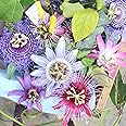 YEGAOL Garden 30Pcs Passiflora Seeds Mixed Flower Seeds Passionflower Maypops Non-GMO Perennial Drought Tolerant Herb Garden Plants