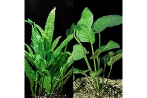 GENERIC Java Fern and Anubias Aquarium Plant Bundle - Live Freshwater Plants for Aquascaping, Low Maintenance, Easy Beginner-Friendly Decor for Fish Tank