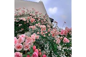 VISTATU 150+ Pink Climbing Rose Seeds for Planting Outdoors Ornamental Vine Seeds Amazing Climbing Flowers Rose Growth Beautiful Roses