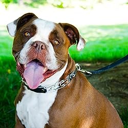 Herm Sprenger Prong Collar for Dog Training with