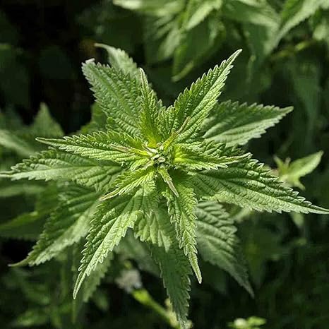 Petit Drapeaux De Bureau Republique Tchetchene 14 X 21 Cm Az Flag Drapeau De Table Tchetchenie 21x14cm