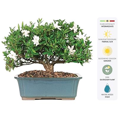 Brussels Live Gardenia Outdoor Bonsai Tree - 6 Years Liberia | Ubuy