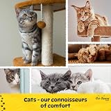 Cat Centre Grey Large Litter Tray Deep High Sided 50x38.5cm 11.5cm Step view 5