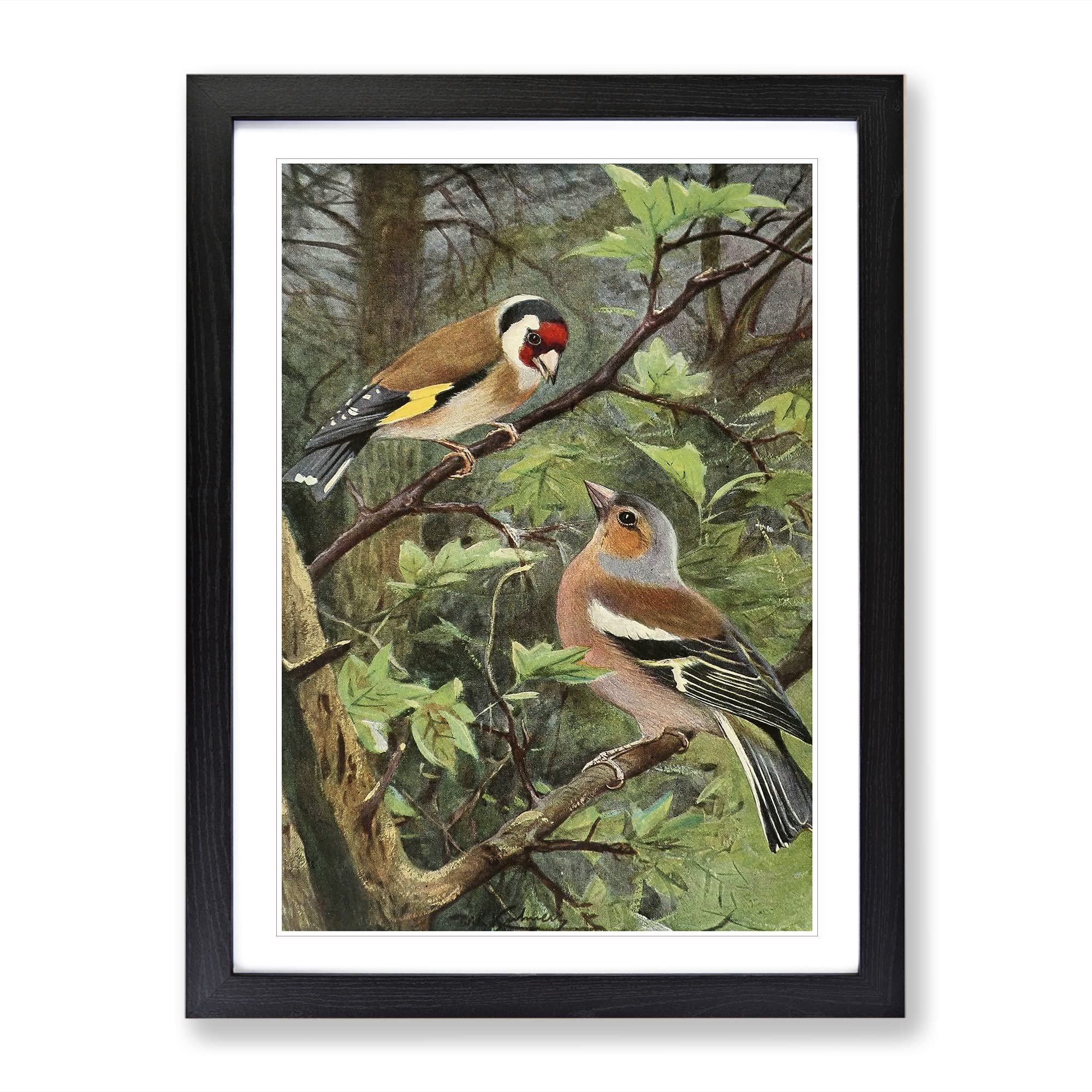 Vintage W Kuhnert Goldfinch & Chaffinch Vintage Framed Wall Art Print, Ready to Hang Picture for Living Room Bedroom Home Office Décor, Black A4 (34 x 25 cm)