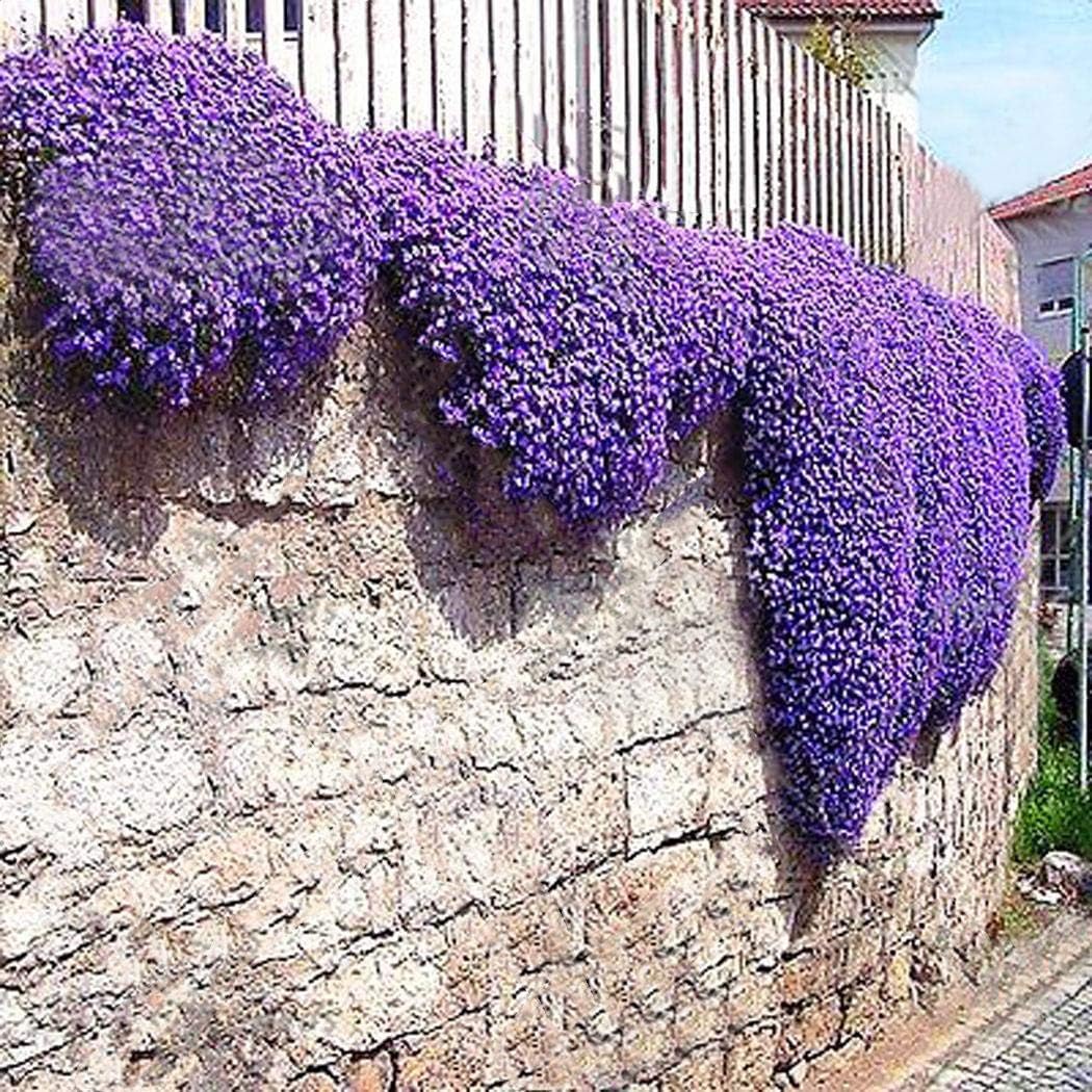 Seeds House- SummerRio 100pcs Rock cress Climbing Plant Seeds, Ground Cover Flower Garden Decoration Perennial Flower Seeds Hardy Ornamental Plants