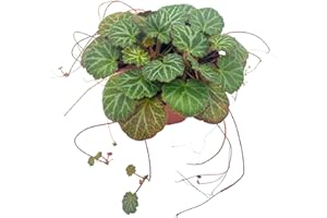 BUBBLEBLOOMS Strawberry Begonia, 4 inch, Saxifraga stolonifera, Legacy Heritage House Plant