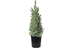 Green Promise Farms ENPCGC Outdoor Mini Christmas Tree, Evergreen Live, Picea Glauca ‘Conica’ Dwarf Alberta Spruce, 1-Gallon Potted Plant