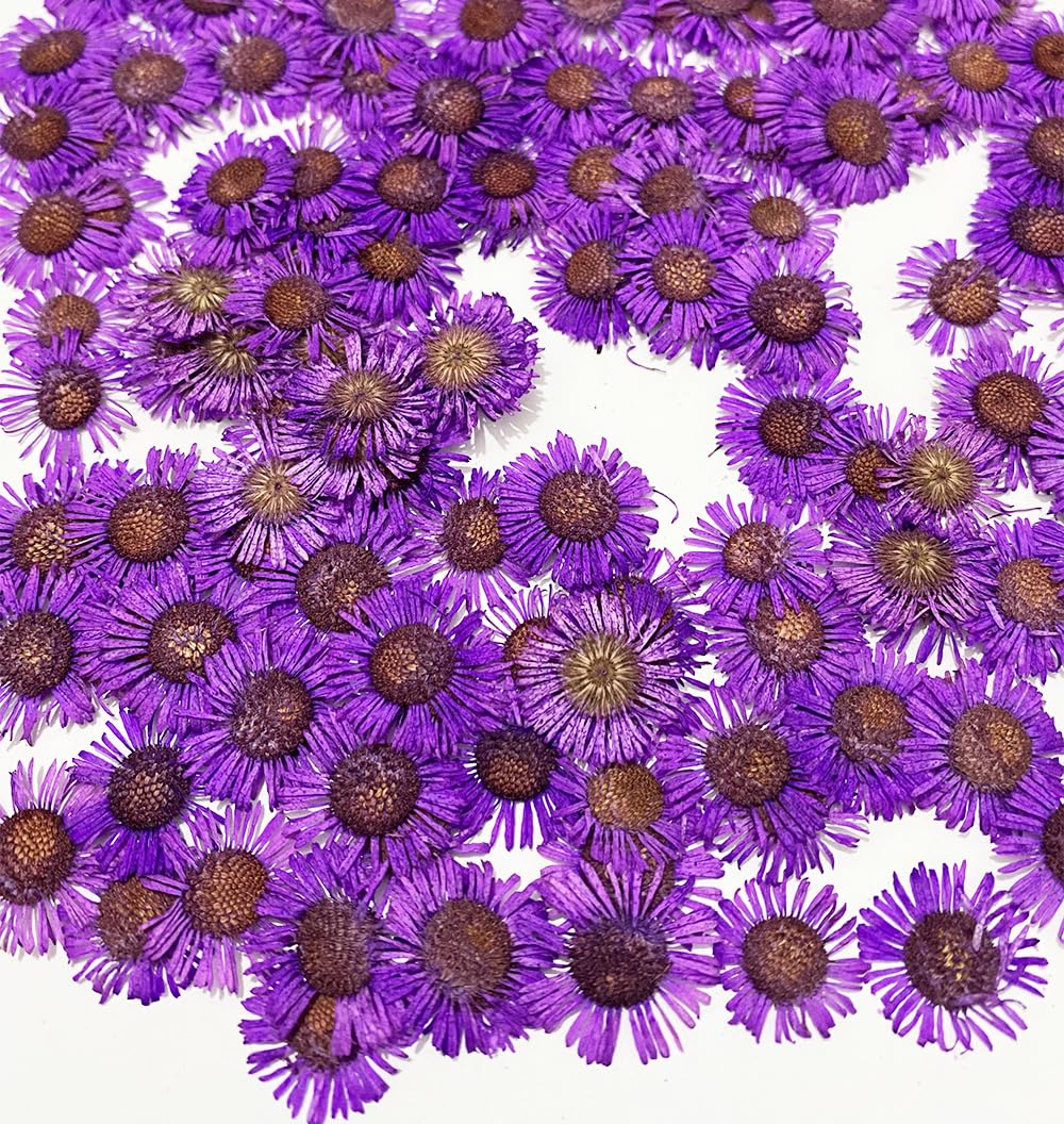 HANDI-KAFU 12 pcs Purple Conyza Canadensis Real Natural Dried Pressed Flowers for Resin Art Craft DIY Making Card Home Party Décor