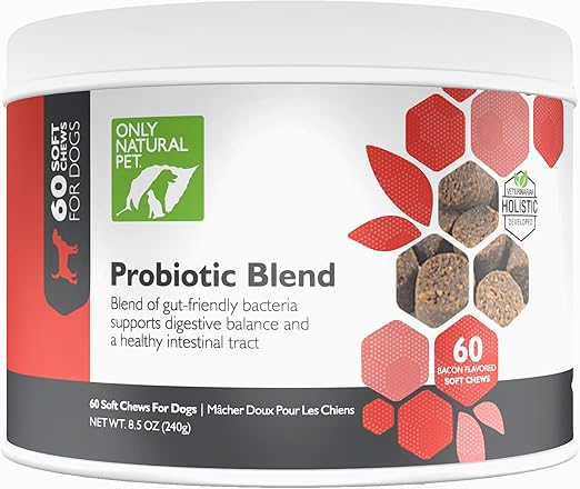 mini sharks for home aquarium