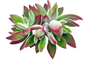 Live Succulent Cuttings (3 Echeveria Pulvinata Ruby), Succulents Plants Live, Succulent Plant NO Roots, House Plants Live Office Decoration, DIY Projects, Party Favor Gift by The Succulent Cult