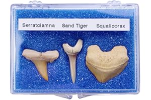 GOLDNUGGETMINER Fossil Shark Teeth Set (3 Fossil Shark Species) with Display Box and Information Card