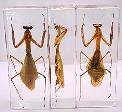4.3" Real Praying Mantis in Crystal Clear Lucite