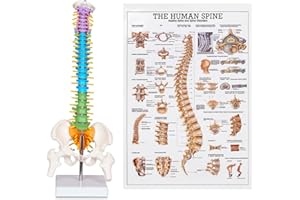 breesky Scientific Mini Spine Model, 15.5’’ Anatomical Spine Model with All Nerves, Human Anatomy Model with Stand for Instruction, Study and Display