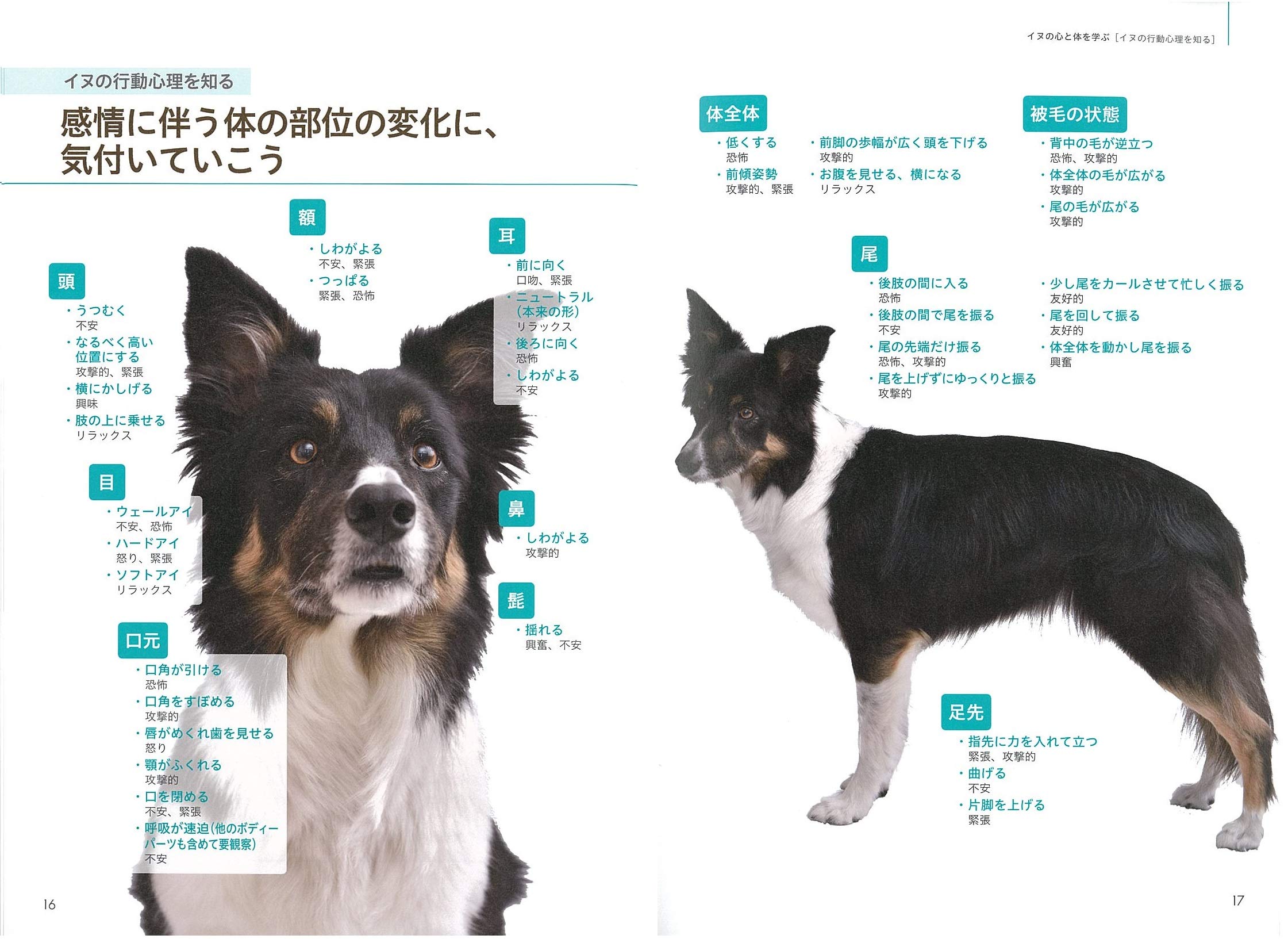 ドッグマッサージ 実践テクニックbook この一冊で基本から応用まで コツがわかる本 山田 りこ 本 通販 Amazon