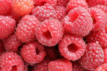 National Gardens Raspberry Fruit Seeds (Multicolour, Pack of 10 Seeds)