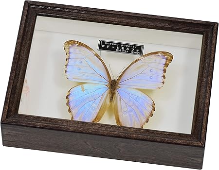 Amazon 美しい蝶の標本 名和昆虫博物館企画 製作 ゴダートモルフォ ボリビア産 生態 採集 おもちゃ Amazon 美しい蝶の標本 名和昆虫博物館企画 製作 ゴダートモルフォ ボリビア産 生態 採集 おもちゃ
