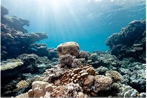 ZATIASMILLER Under The Sea Aquarium Background Underwater Various Cora Reef Sunlight Fish Tank Background Rock Seafloor Oecan Marine Landscape Aquarium Fish Tank Enclosure Background Wallpaper 24x12in