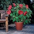 Outsidepride Luna Red Hibiscus Seeds - 10 Pcs Perennial Flower Seeds for Planting Pollinator-Friendly, Large & Elegant Blooms with Dense Dark Green Foliage for Containers, Pots, & Garden Spaces
