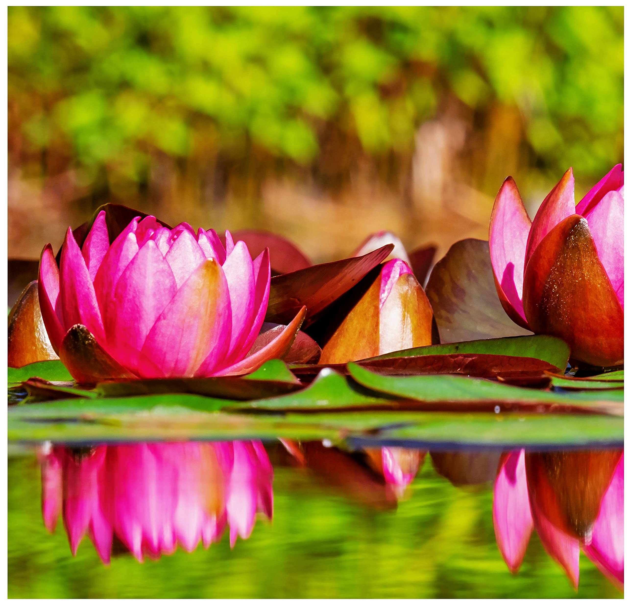 Aquatic Plant Pond Soil - 11 Litres Lily, Tropical Lotus, Water Iris & Pond Plant Compost - Hydrate at Home