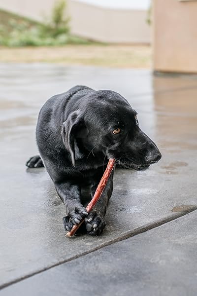 BEST PET SUPPLIES GIGABITE SINGLE INGREDIENT ALL NATURAL FREE RANGE BULLY TREATS AND CHEWS – BULLY STICKS/BLADDER STICKS/BEEF ESOPHAGUS ESOPHAGUS STICKS (6 INCH), PACK OF 40
