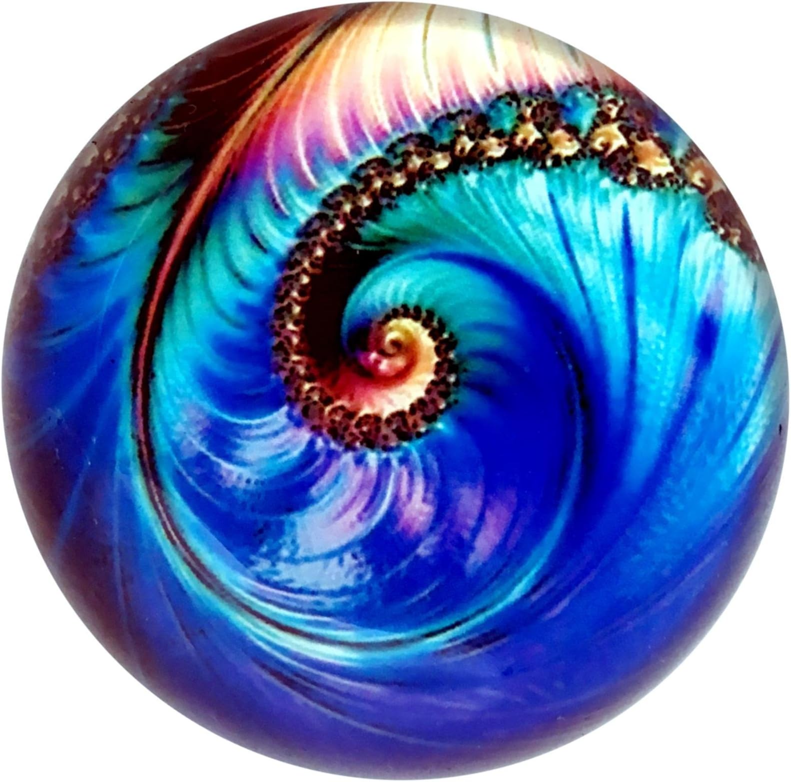 Nautilus Art Under Glass Paperweight (Wind)