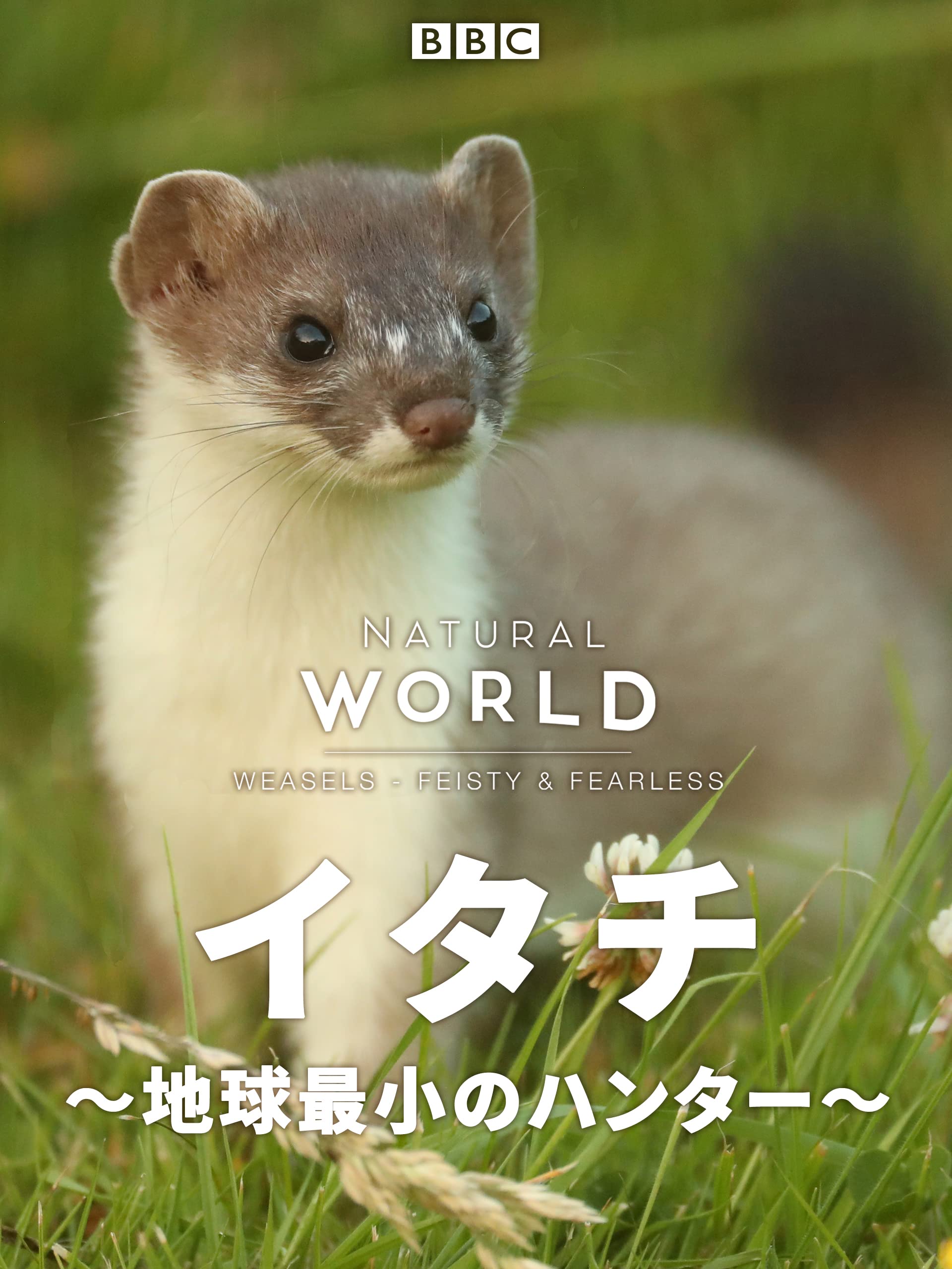 Amazon Co Jp ナチュラルワールド 特集 動物界のアウトロー イタチ 地球最小のハンター 吹替版 を観る Prime Video