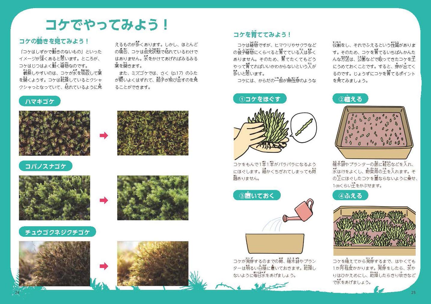 Mua ずかん こけ Tren Amazon Nhật Chinh Hang 21 Fado