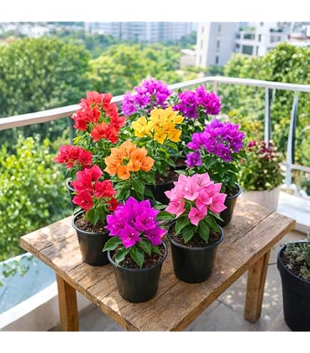 Amazon.com : 2 Mixed Mandevilla Live Plants, Flower Vine, 4-9 Inch